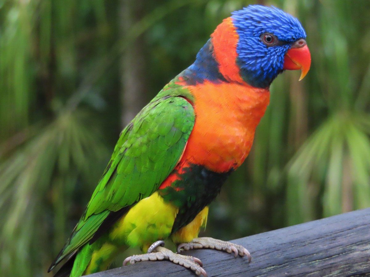 Half-day Trip in Bird&nbsp;Park